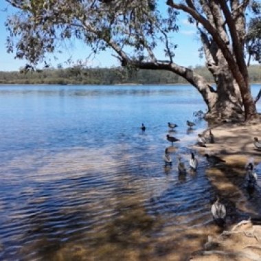 20250223 Australia birds music