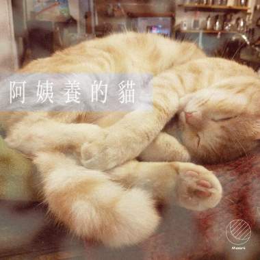 阿姨養的貓