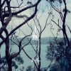 血清素 Serotonin