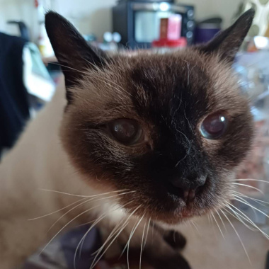 你 (寫給我家貓咪)