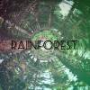 雨林.Rainforest