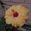 花 Hana