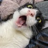 我家那隻