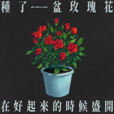 種了一盆玫瑰花 在好起來的時候盛開
