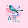 青鸟(Bluebird)-阎羽晨/Massica