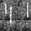 你的身體／葉青 -「滾動的詩」音樂紀實