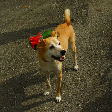 阿福的扶桑花之歌