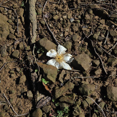 水！假設這樣向前走 (cover)