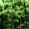 竹林