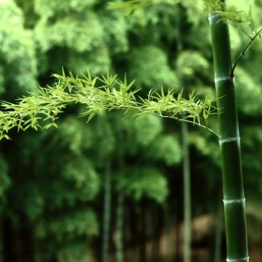 竹林