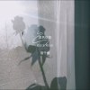 黑色玫瑰