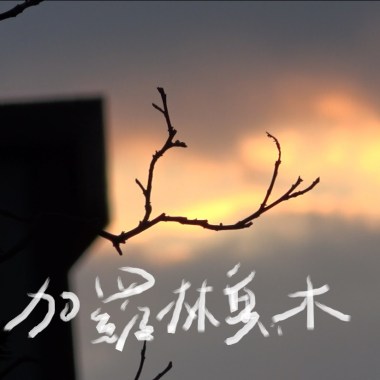 加羅林魚木是在枯喔