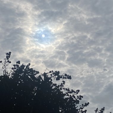 風