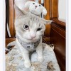 Cat Songs(DEMO)