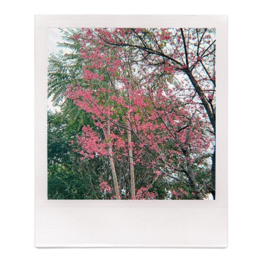 Balance-(Demo)