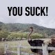 You Suck! (Demo)