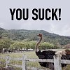 You Suck! (Demo)