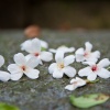 桐花恁靚demo