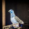 合鳥-阿北(Demo)