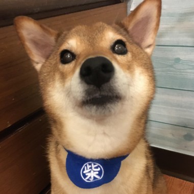 柴犬不是貓