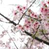 櫻花橋