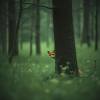Hide & Seek