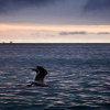 Dive
