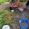 搖囡仔歌demo