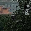 大鱗巢蕨
