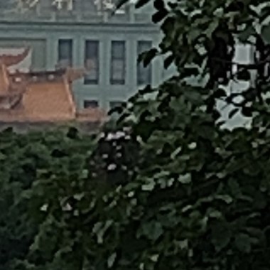 大鱗巢蕨