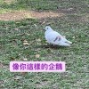 DUCK!!!!!