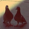 waddle waddle (demo)