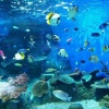 水族館裡的魚不配有夢　DEMO