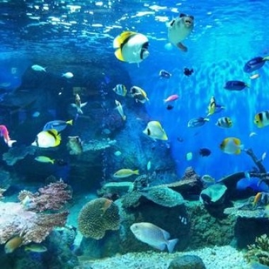 水族館裡的魚不配有夢　DEMO