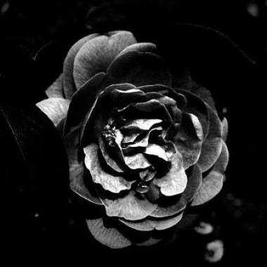 黑色薔薇