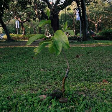 笨得可以（祝你幸福）Demmoo