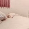 LanLan_Wake_Up