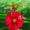 我是一朵開在山坡上的花