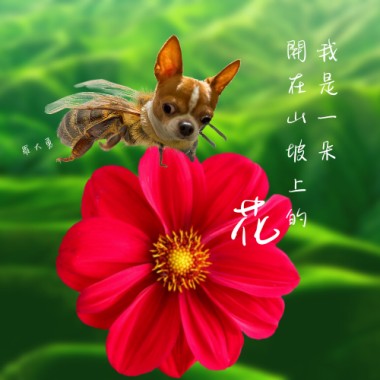我是一朵開在山坡上的花