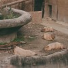 濫情動物園 demo