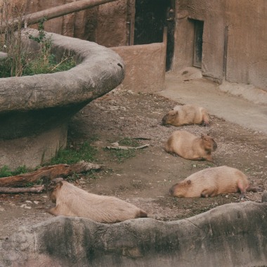 濫情動物園 demo