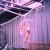 二九輓歌 by sheshe (demo)