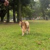 小環島demo