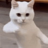 FatBoy⤿ ⤾MiAn_SiAn⮵BreakBeat Remix Loona - Bailando(demo)