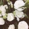 溫室裡的花朵