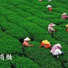 感謝有機（獻給有機農民）Demo