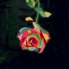 Rose Petal