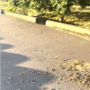 舊港島溪畔步道＿風吹落葉群舞