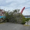 舊港島基地旁＿榕樹樹枝搖晃聲景