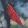 SPWilliAm - the empress autumn